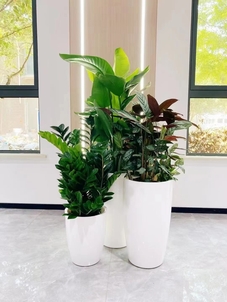 宁波江北盆景租摆价格全知道，速来围观！